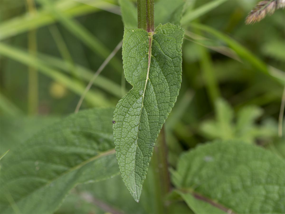 Verbascum nigrum